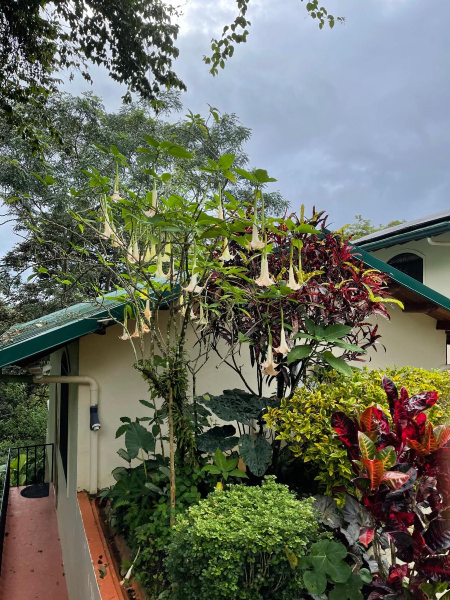 Mango Tree Villas Coronado المظهر الخارجي الصورة